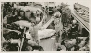 Image of Skinning walrus on board S.S. Roosevelt